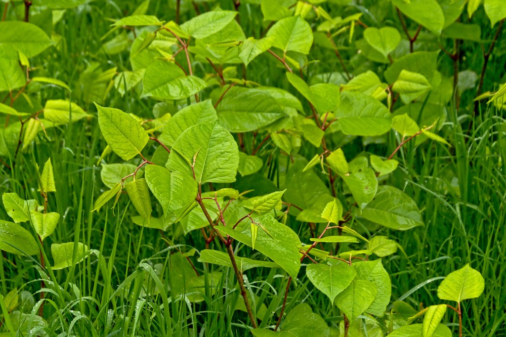 Japanese knotweed, an invasive species, overtaking a garden